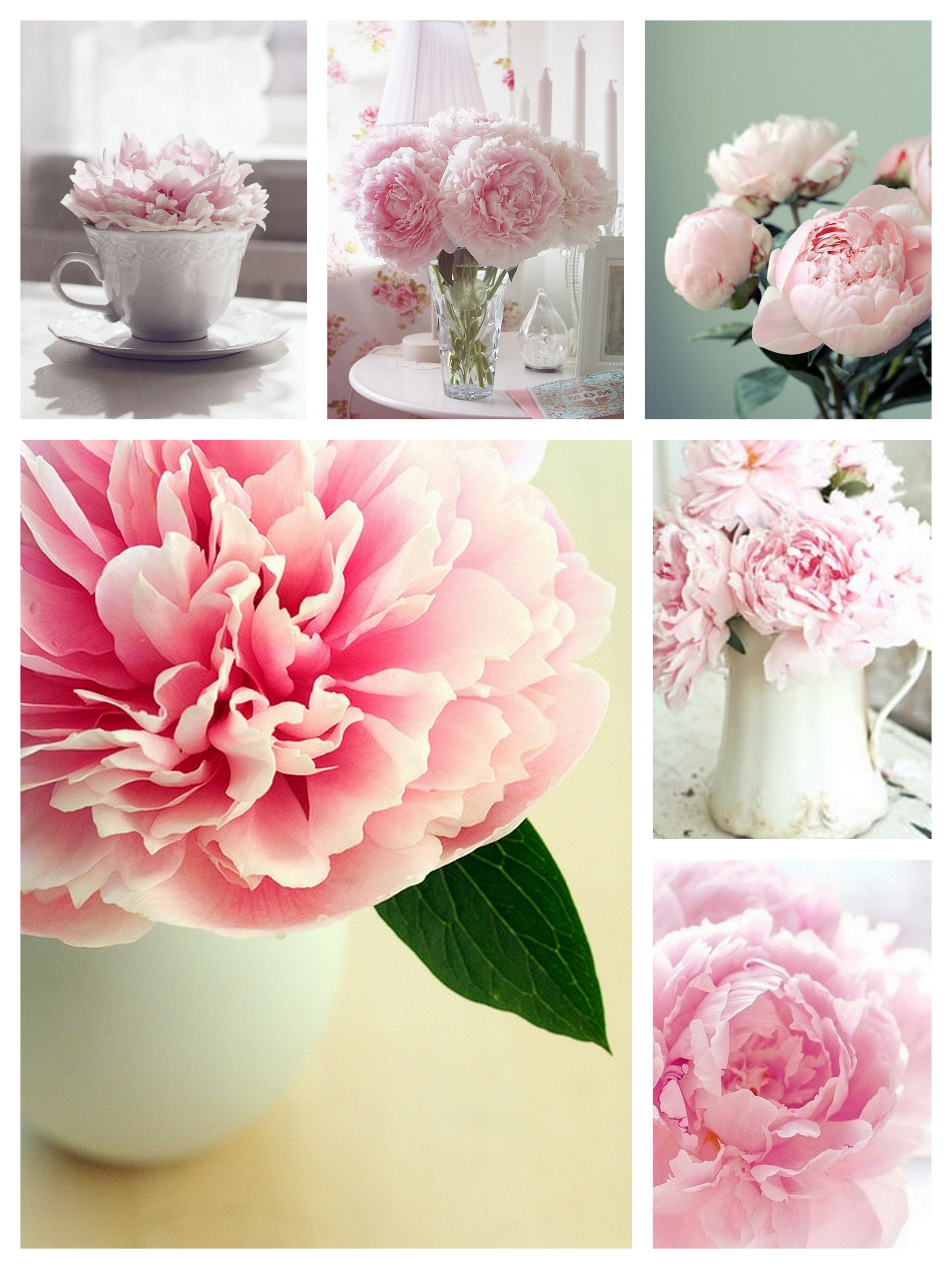 Can you tell that I love peonies?